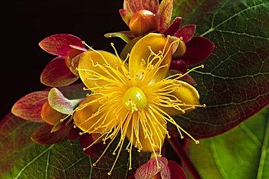 怪物收集对战游戏《Temtem》发布1.0版本功能预告